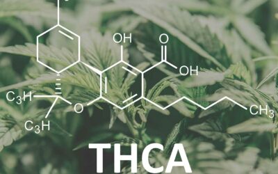 THCA: What You Need To Know About This Powerful Cannabinoid