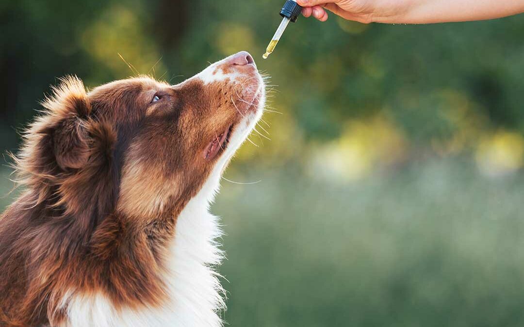 How To Choose The Right CBD For Your Dog