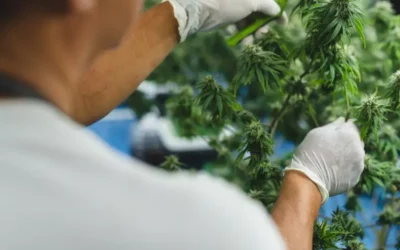 Transparency in the Cannabis Industry: Why It  Matters More Than Ever