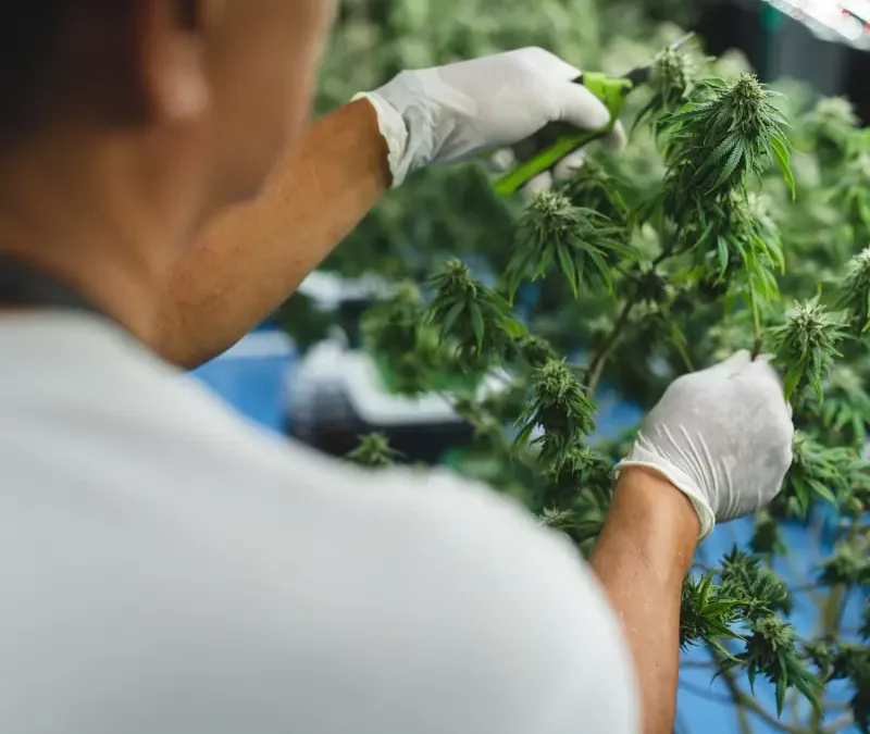 Transparency in the Cannabis Industry: Why It  Matters More Than Ever