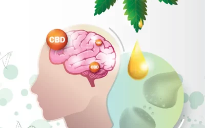 Rebalancing After the Holidays: Real Self-Care Through Your Endocannabinoid System