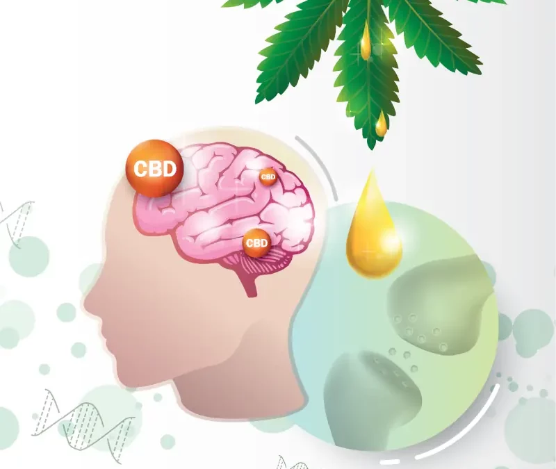 Rebalancing After the Holidays: Real Self-Care Through Your Endocannabinoid System
