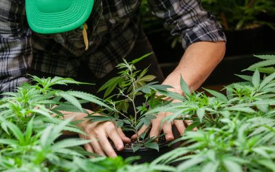 Cannabis Grow Room Cleaning: Grow Clean, Grow Better