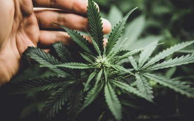 Delta-8 vs Delta-9 vs Delta-10 vs THCA: Understanding Cannabis Cannabinoids