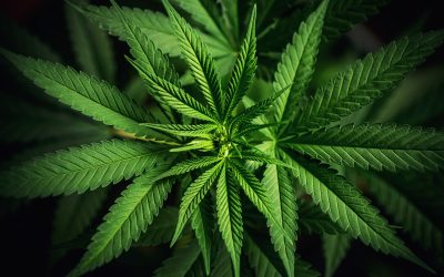 Beyond Indica vs. Sativa: Why Cannabis Chemovars and Terpenes Matter More