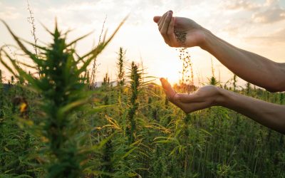 Hemp Laws 2026: Why Your Voice Matters